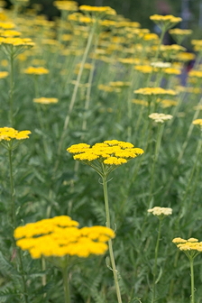 H28yarrow2.jpg