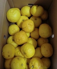 yuzu.jpg