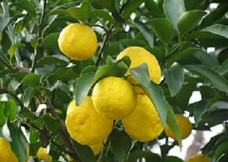 ゆず湯・19年に1度☆朔旦冬至☆