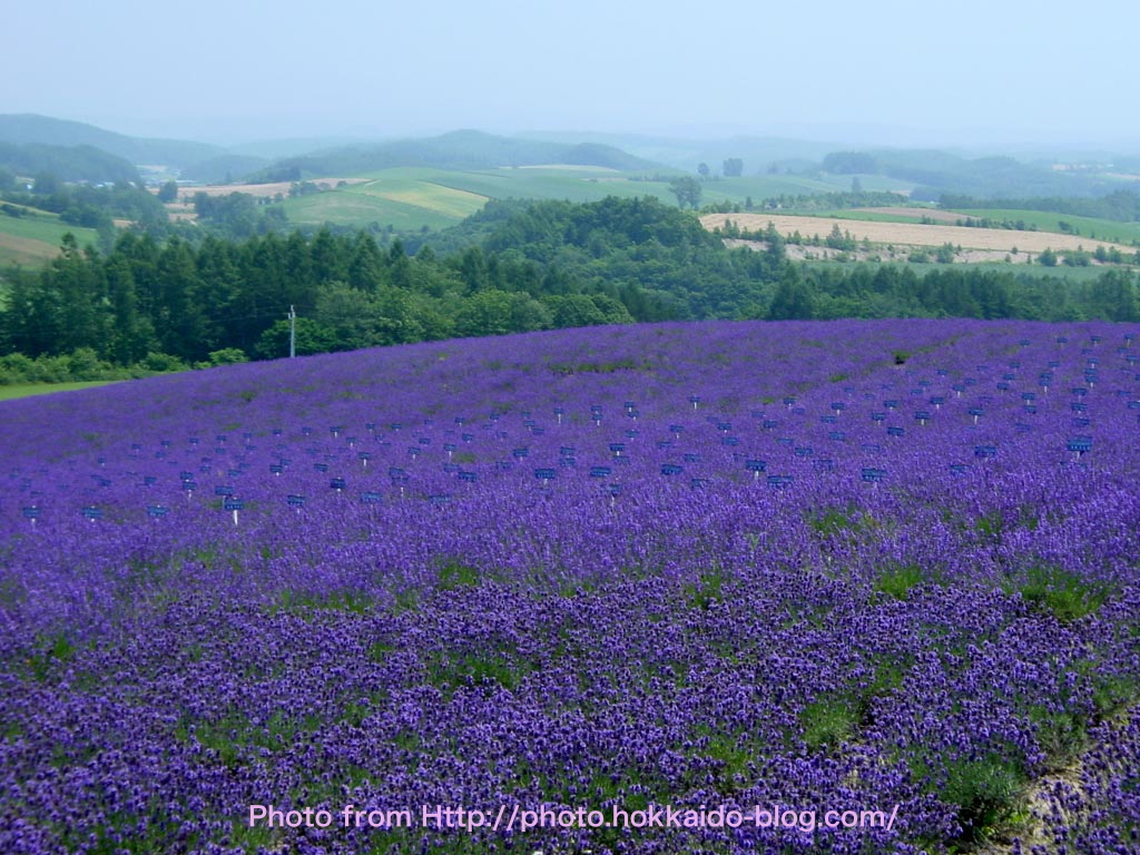ラベンダー湯◯自然からの贈り物◯