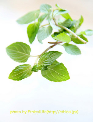 自然からの贈り物　〜　８月７日（日）ペパーミント湯です！