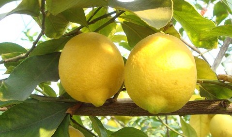 自然からの贈り物～５月６日（日）はレモン湯です！