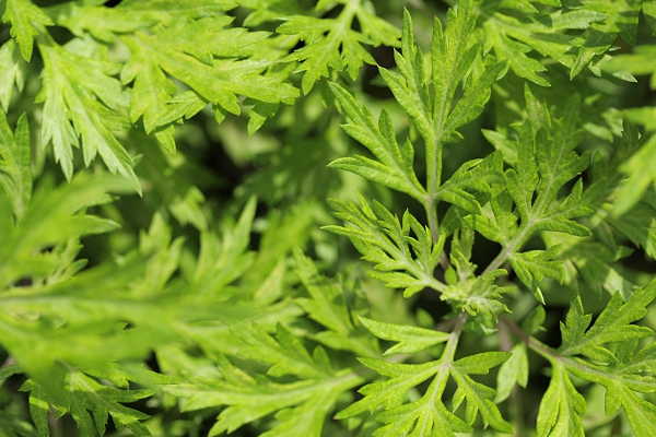 自然からの贈り物　〜　９月２日（日）よもぎ湯です！